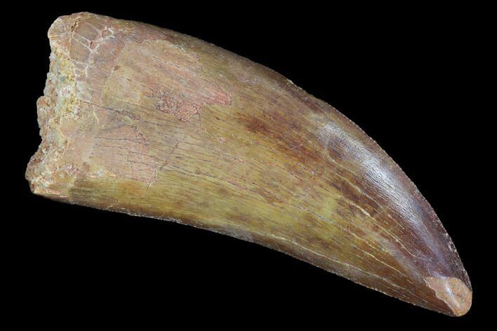 Carcharodontosaurus Tooth - Excellent Serrated, Tooth #99282